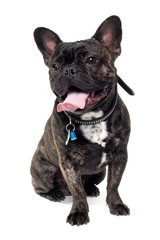 French Bulldog dog on white background