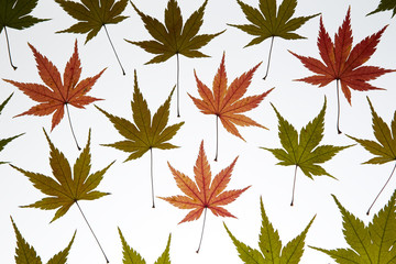 Maple leaf