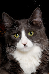 Face of a gray and white cat © Lars Christensen
