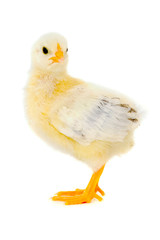 Angry chicken