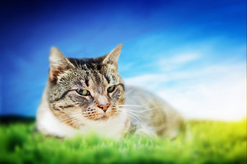 Cute cat lying on green spring grass on sunny day