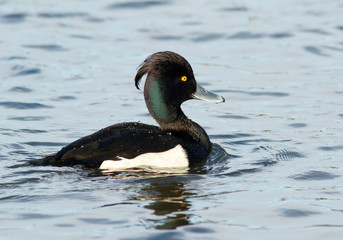 Tufted duck