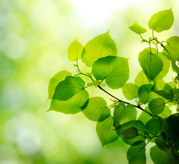 Fototapeta na wymiar fresh and green leaves