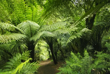 Tuinposter Farnwald in Australien © Friedberg