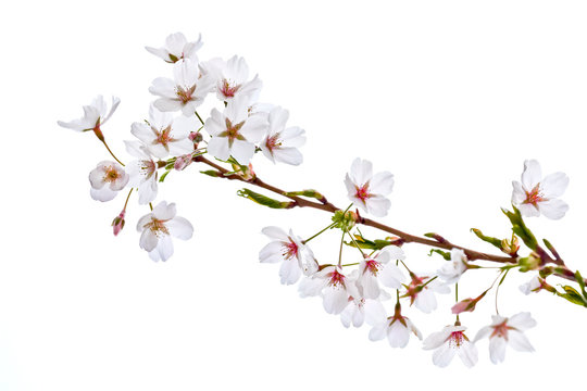 A branch of a cherry on a white background.