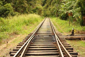 Fototapeta premium rail tracks in jungle