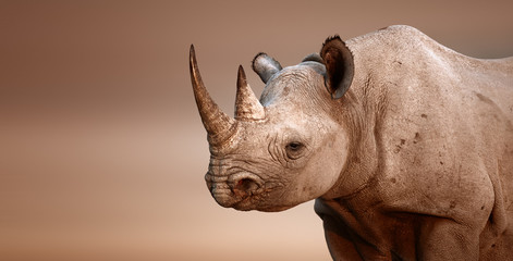Black Rhinoceros portrait - obrazy, fototapety, plakaty