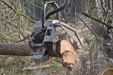Arbeitskopf eines Holzvollernters