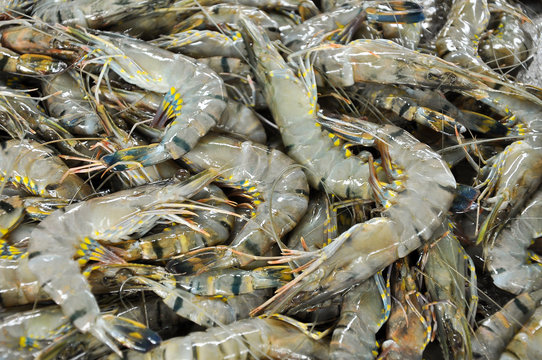Fototapeta Tiger prawn