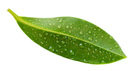 Fototapeta na wymiar Beautiful green leaf, isolated on white
