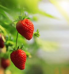 Strawberry fruits on the branch at the morning light