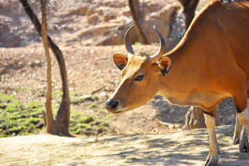 banteng