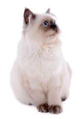 Beautiful cat isolated on white