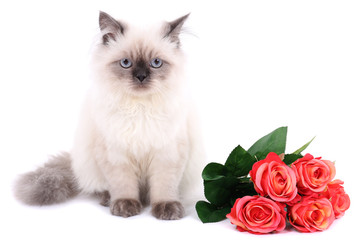 Beautiful cat with flowers isolated on white