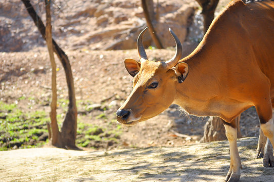 Banteng