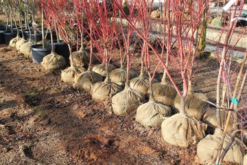 Burlap-balled trees ready for planting