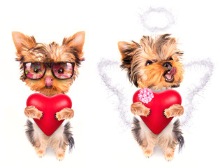 lover valentine  puppy dog with a red heart