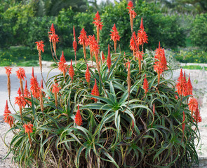 Aloe arborescens