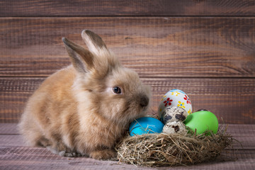 easter color eggs in nest and bunny on wood