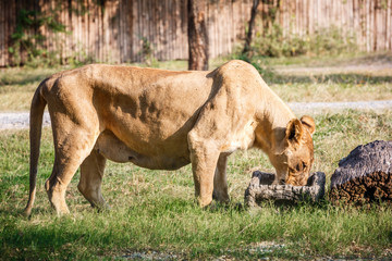 lioness eating food
