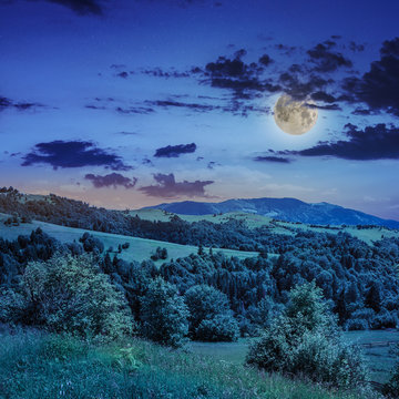 pine trees near valley in mountains  on hillside under sky with