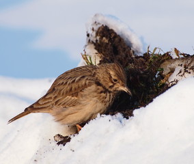 Crested Lark, Galerida cristata