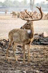 brown deer