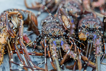 Lobsters at the market