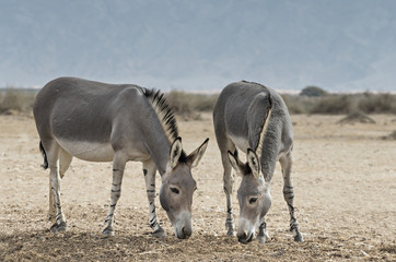Somali wild ass (Equus africanus) in Israeli nature reserve