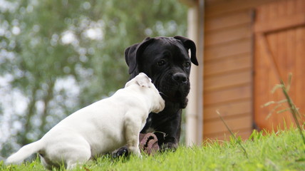 Cane corso et Jack Russell terrier