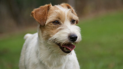 Portrait Jack Russell Terrier