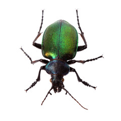 Forest caterpillar hunter (Calosoma sycophanta) on white