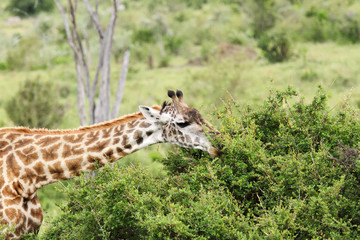 Fototapeta premium A beautiful Giraffe feeding the green bushes