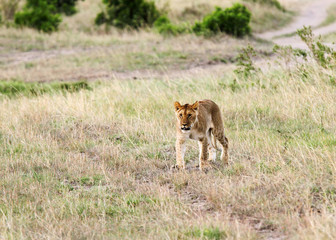 A lion cub in the Savannah