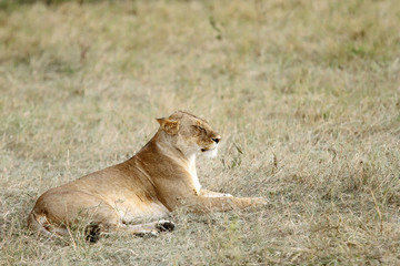 A lioness sitting on grassland