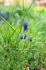 Armenische Traubenhyazinthe / Muscari armeniacum