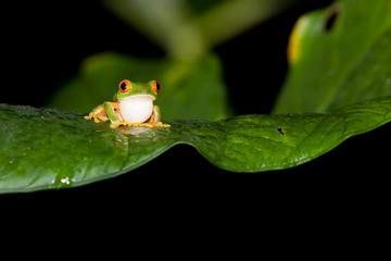Belize Red Eye Tree Frog