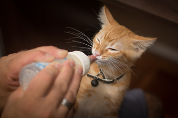 Kitten beeing bottle fed