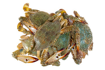 blue crab