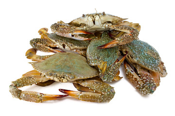 blue crab