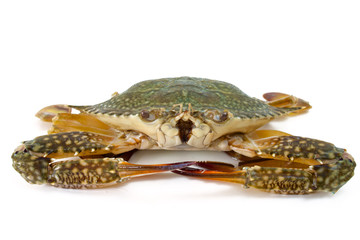 blue crab