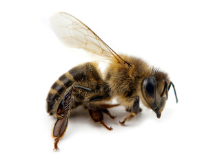 bee isolated