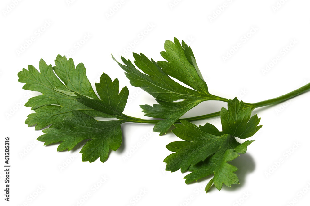 Wall mural green parsley leaf