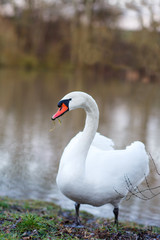White swan on a spring lake, Germany