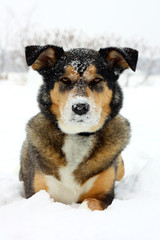 German Shepherd Dog Laying in White Snow