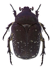 Rose chafer (Protaetia vidua) isolated on white background