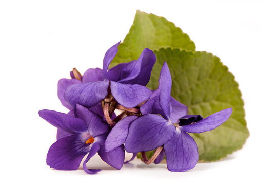 Viola Flowers ( Viola Reichenbachiana )