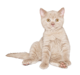 ginger British cat