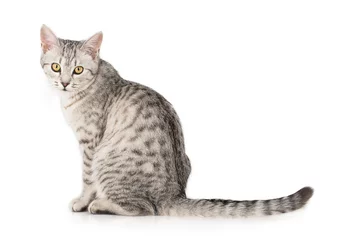 Tissu par mètre Chat chat gris