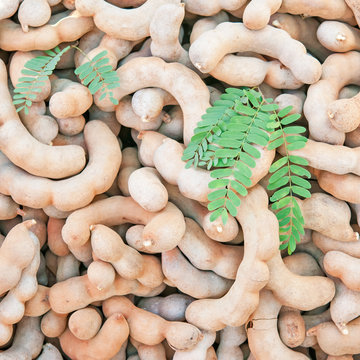 Tamarind fruit in Thailand.